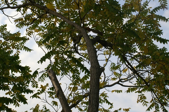 Dist Photo 1