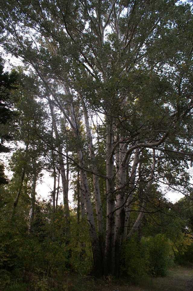 Dist Photo 1