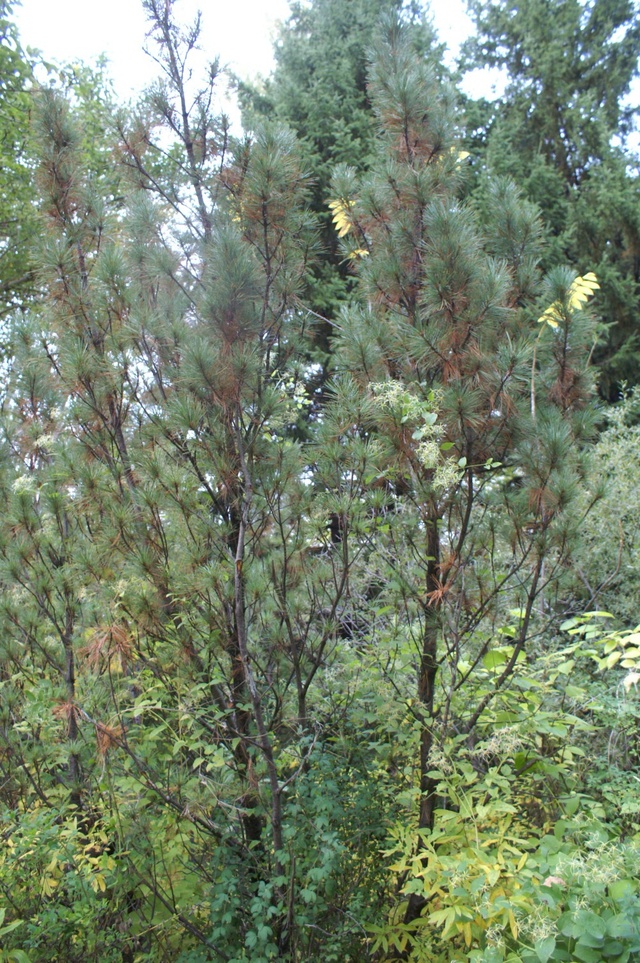 Dist Photo 1