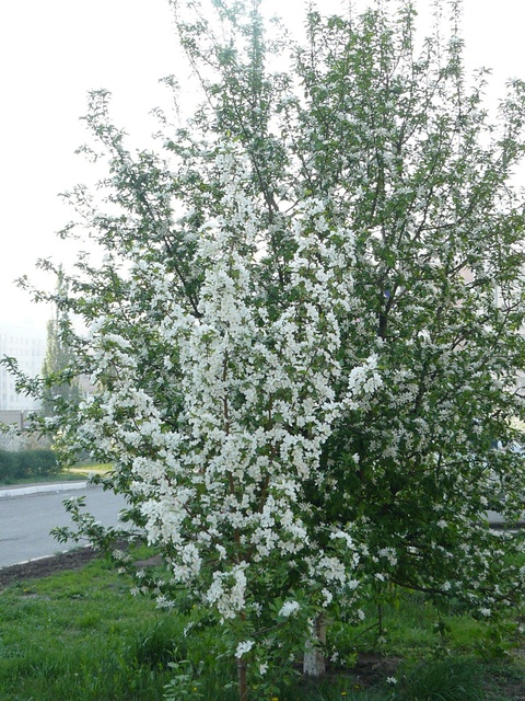 Dist Photo 1