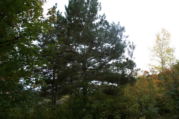 Dist Photo 1