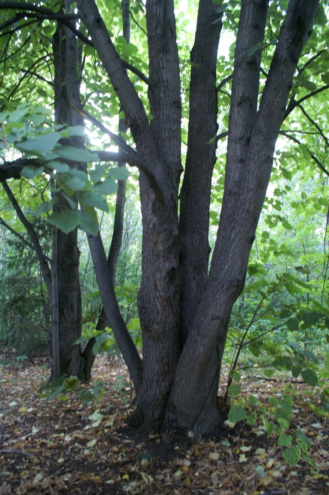 Dist Photo 1