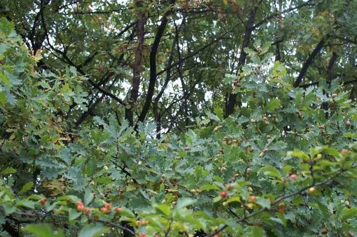 Dist Photo 1