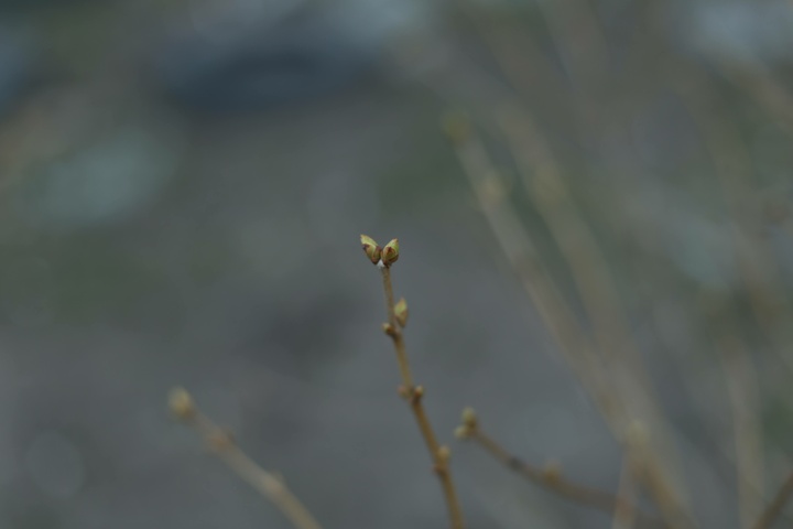 Dist Photo 1