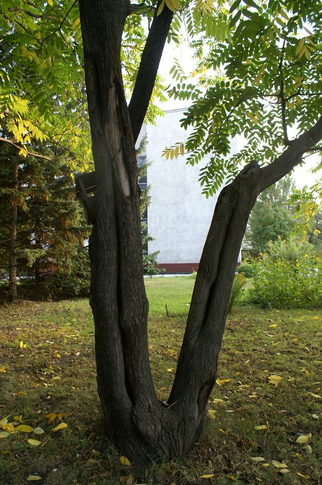Dist Photo 1