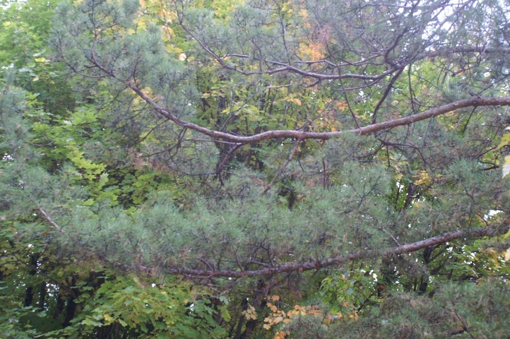 Dist Photo 1