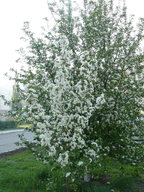 Dist Photo 1