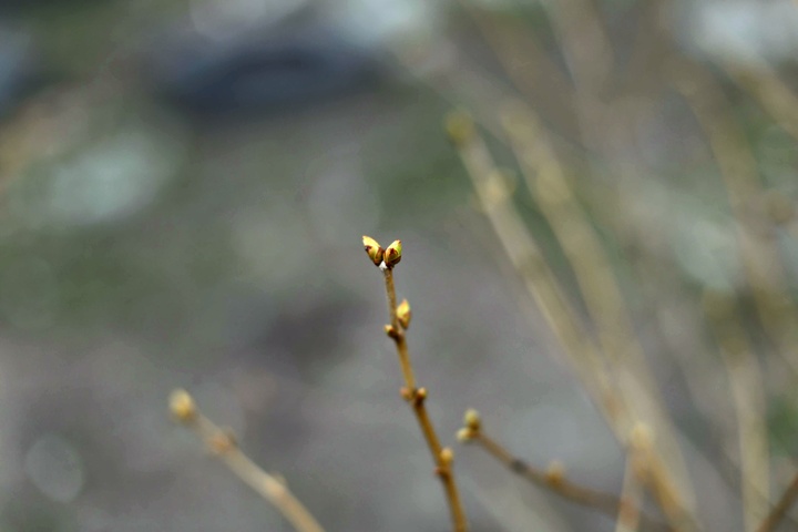 Dist Photo 1